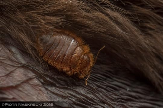 A cute African bat bug (Cacodmus villosus), snuggly nestled on the tail membrane of the Banana bat (Neoromicia nana) (Gorongosa National Park, Mozambique)
