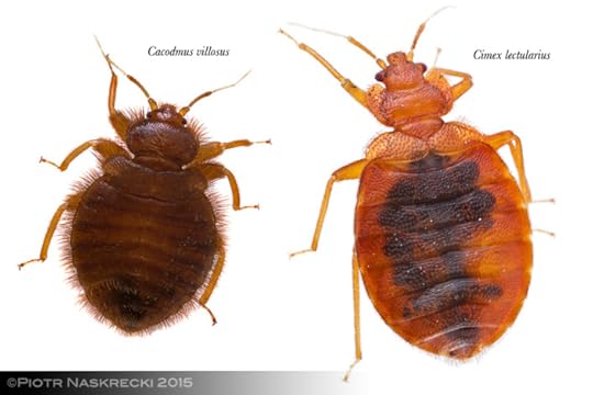 All members of the family Cimicidae have a similar morphology, and all are obligate hemophages of mammals and birds.
