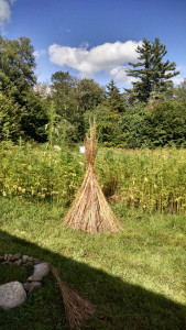 Vermont Hemp Field, Last Week
