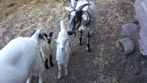 See y'all on the First Legal Harvest/Hemp Bound live event tour, currently vegetable oil-powered, soon to be hemp-powered. Book via the events page at: http://dougfine.com/events/