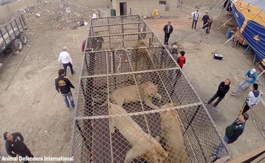 lion-rescue-1