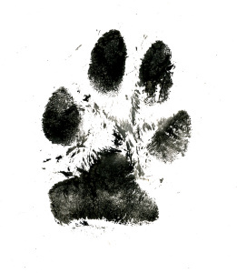 paw