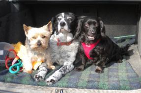 Ronan&Bertie&Maisie01