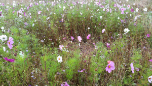 Wildflower meadow at Compton Verney