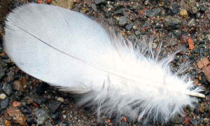 white-feather