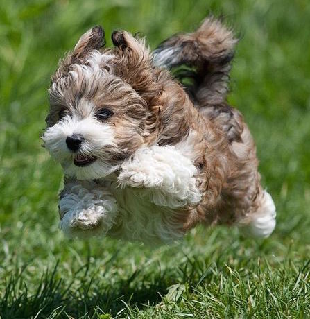 happy havanese pup
