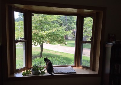 cat_window_seat