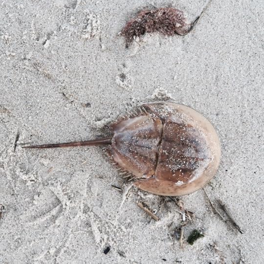 Tina Ann Forkner Cape Cod