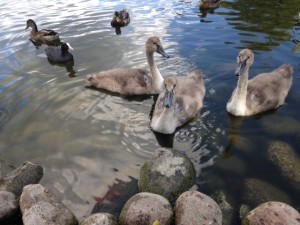 Svanungar vi matade igår.