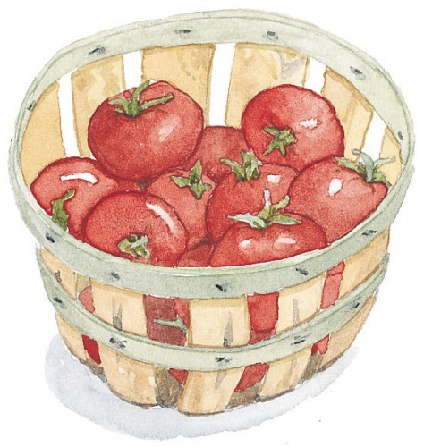 basket of tomatoes
