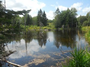 A beaver pond at Skylandia Farm. Rivera Sun writes about 
