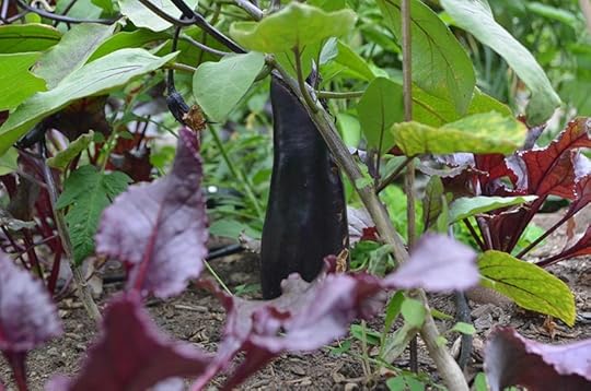 september-eggplant