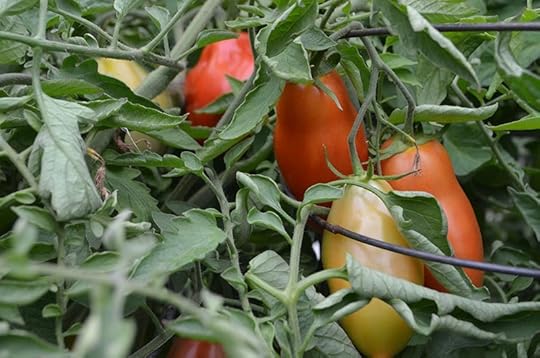 september-tomatoes