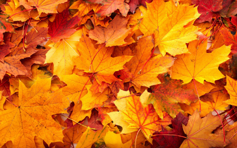 fallfoliage