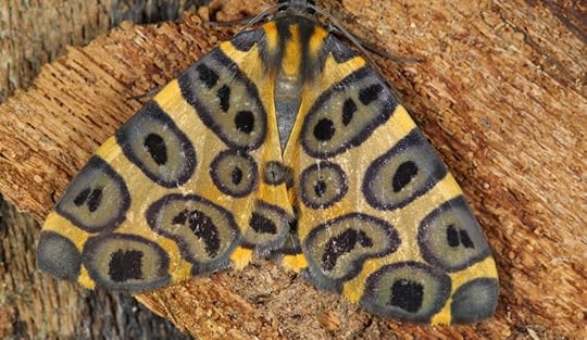 A new geometrid moth