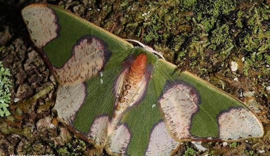 Oospila albicoma matura