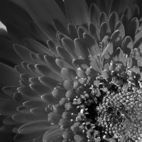 flower bw