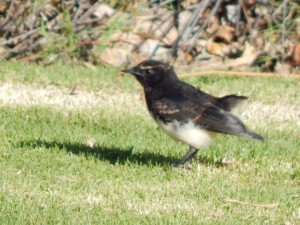 Willie wagtail
