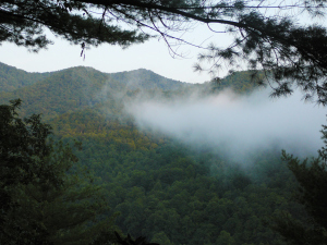 The mysterious, hauntingly beautiful Snowbird.