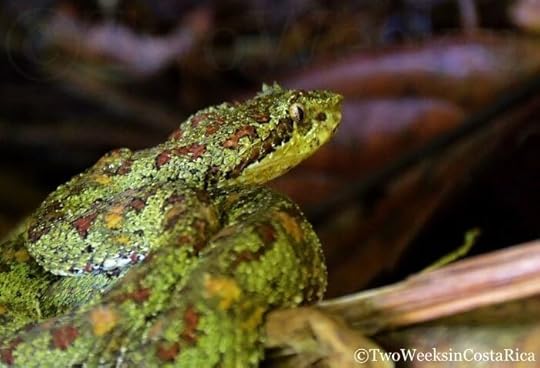 Spotting Costa Rica’s Most Spectacular Wildlife at Sirena Ranger Station | Two Weeks in Costa Rica