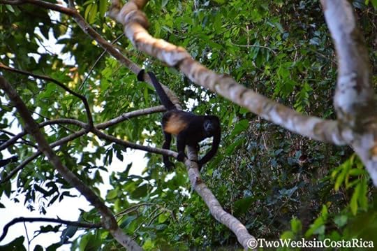 Howler Monkey on the trail to Playa San Josecito near Drake Bay