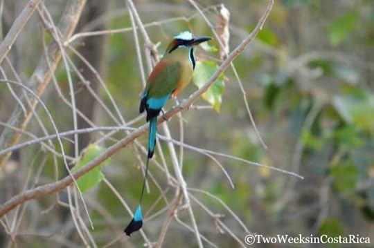 Turquoise-browed Motmot in Carara National Park, , a birding hotspot in Costa Rica.