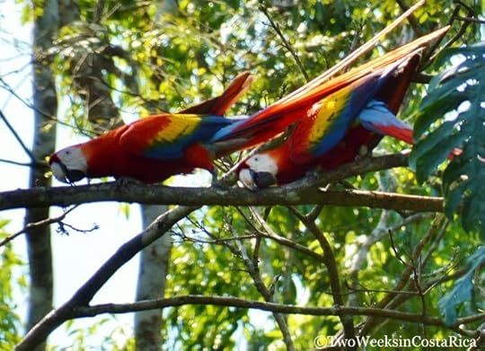 Scarlet Macaws Mating in Carara National Park, a birding hotspot in Costa Rica.