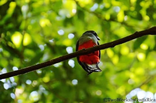 Slaty-tailed Trogon in Carara National Park, a birding hotspot in Costa Rica.