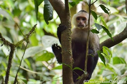 White-faced Monkey in Carara National Park. Lots of birds and wildlife to see at this park near Jaco, Costa Rica.