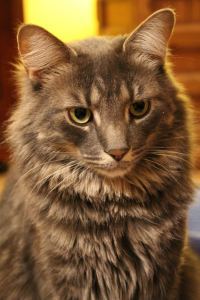 11060921_822801274422059_8695864950547337312_o