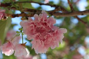 906060_833295636705956_8644251899292235408_o