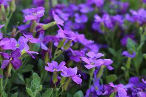 11221557_833295660039287_6317680785428823907_o