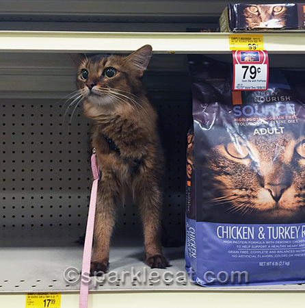 My human says I'm not allowed to eat dry food... oh well!