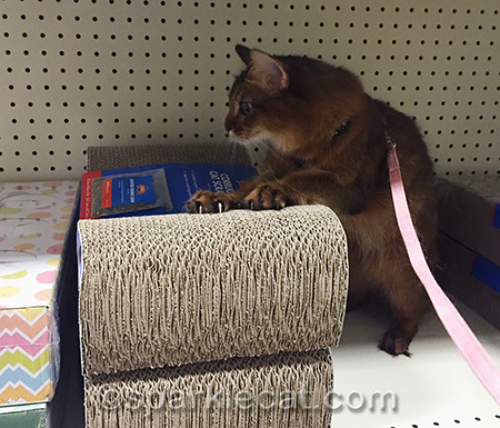 This scratcher gets my claw of approval