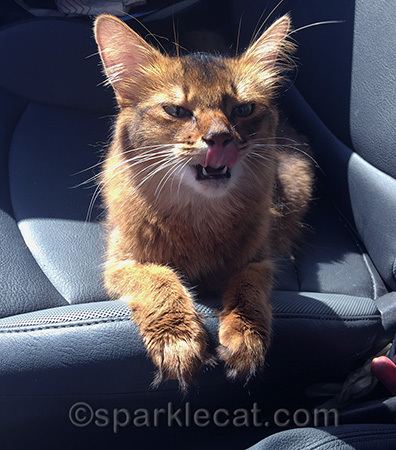 Can we go back and get some more treats?
