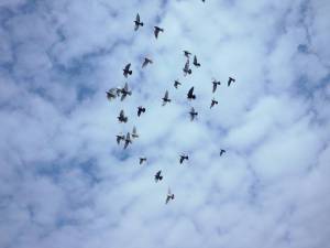 11948215_1627221024193127_1041499376_n