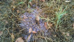 11846488_10207410504405362_1978250908_n