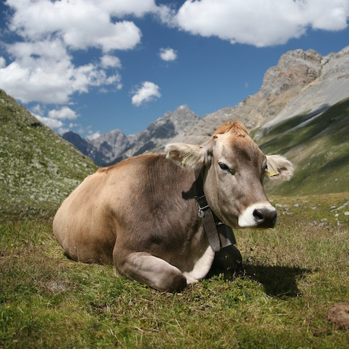 CH_cow.jpg