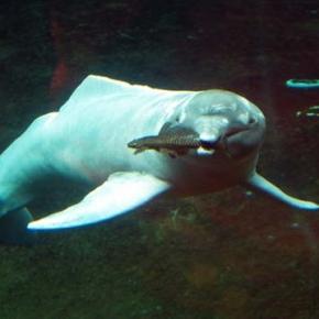 ancient-river-dolphin-fossil-found_412135