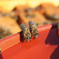 Photo: Ontario restricts bee-killing neonic pesticides
