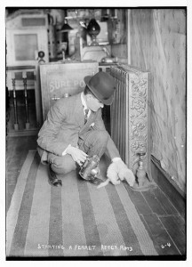 Rat catcher starting a ferret after rats. Bain News Service. Library of Congress Prints and Photographs Division.