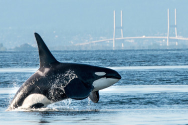 orcawhale_lowres