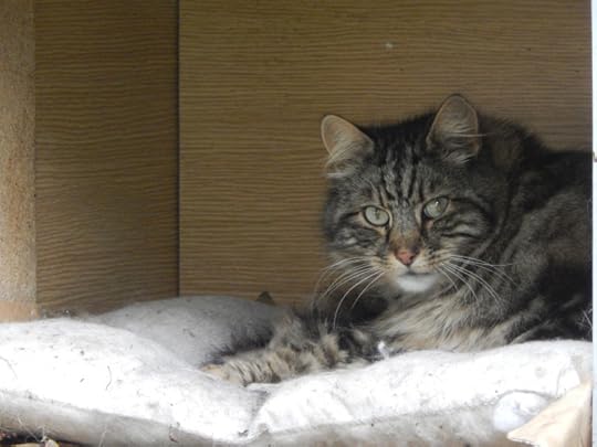 cat in a crate
