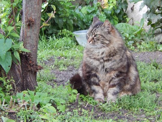 fat cat