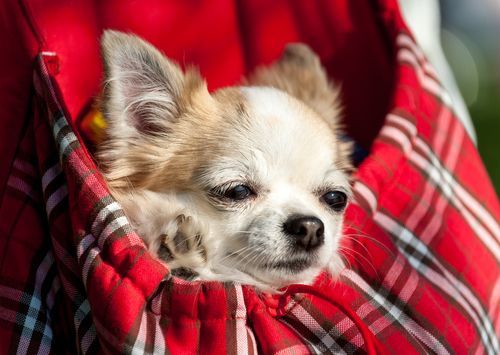 dog in purse: 