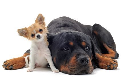 big dog little dog: 