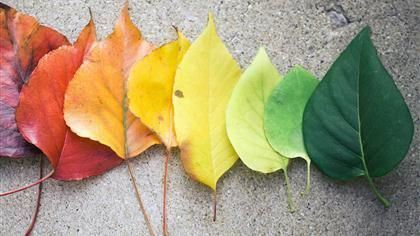 Changing Leaves