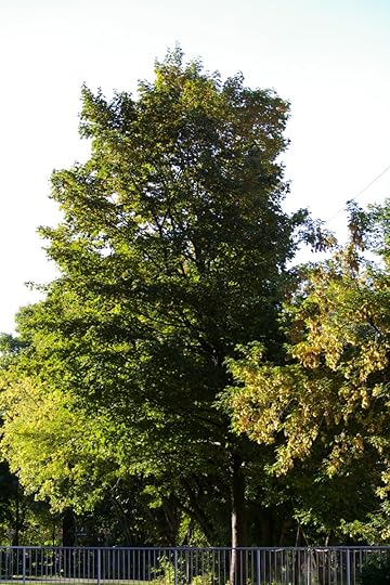 Tree Project - image 4