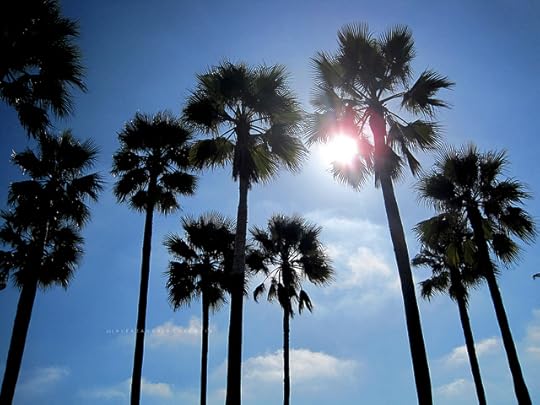 Palm Trees from Flickr via Wylio