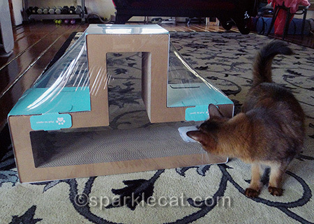 I wish my human would let me open the plastic wrapping myself!